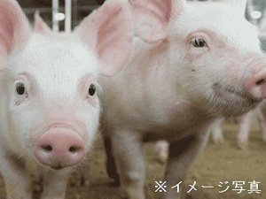 鹿児島県薩摩川内市×養豚/法人【43898】-top
