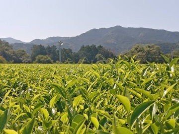 渡邊茶園(愛知)-3