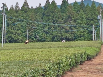 渡邊茶園(愛知)-4