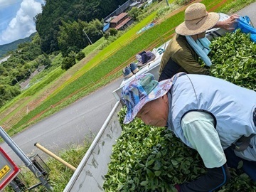 渡邊茶園(愛知)-7
