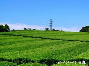 静岡県藤枝市×お茶/法人【43909】-top