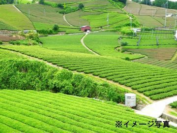 静岡県藤枝市×お茶/法人【43909】-2