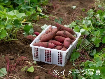 株式会社創進農場-2