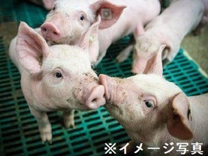 山形県鮭川村×養豚/法人【43913】-top