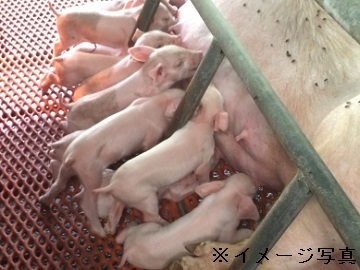 山形県鮭川村×養豚/法人【43913】-1
