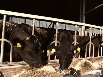 宮崎県×肉牛/法人【43916】-1