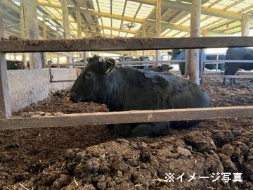 宮崎県×肉牛/法人【43916】-2