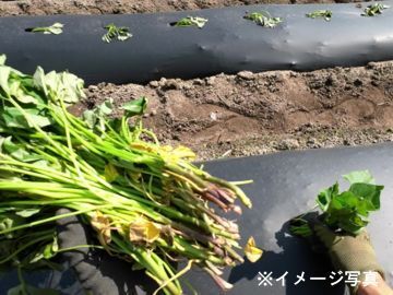 株式会社創進農場-3