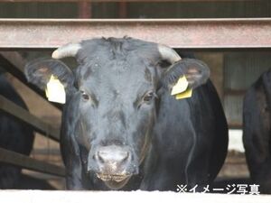 北海道士幌町×肉牛/法人【43919】-top