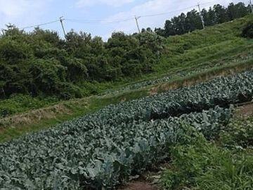 井出農園(長野)-2