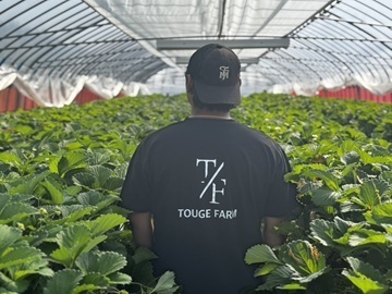 TOUGE FARM-top