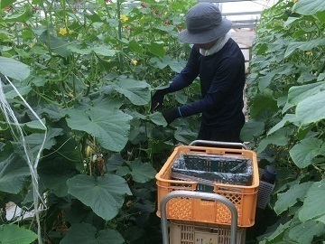 有限会社川越農産-4