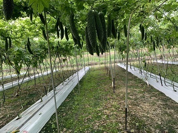 有限会社川越農産-6