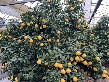 有限会社川越農産-8