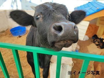 北海道深川市×肉牛/法人【43937】-top