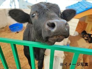 北海道深川市×肉牛/法人【43937】-top