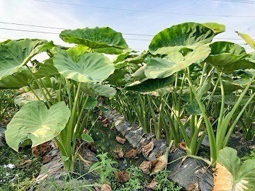 愛媛県四国中央市×露地野菜/個人【43944】-2