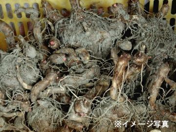 稲垣 敏行-2