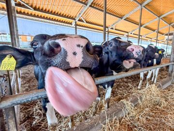 岡山県高梁市×酪農・肉牛/法人【43943】-8