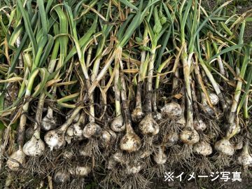 青森県東北町×露地野菜/個人【43954】-1