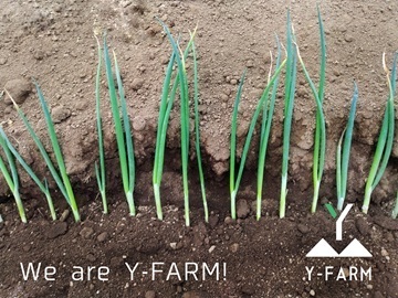 Y-FARM-1