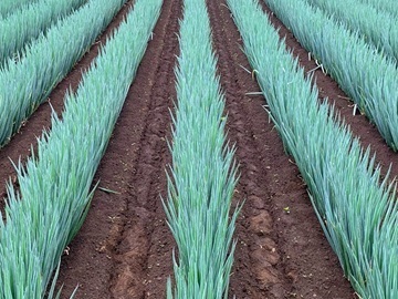 Y-FARM-4