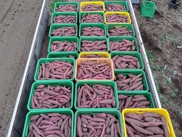 Y-FARM-7