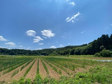 Y-FARM-3