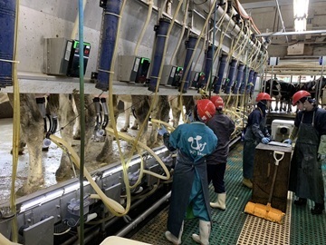 有限会社藤井牧場-5