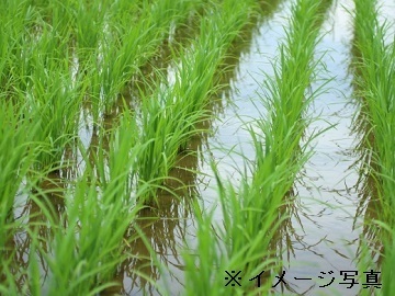 山形県飯豊町×稲作/法人【43966】-1