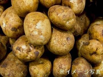 茨城県筑西市×露地野菜/法人【43984】-2