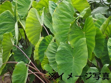 茨城県筑西市×露地野菜/法人【43984】-1