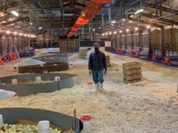 有限会社富田種鶏場-3