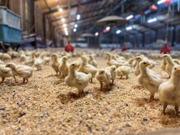 有限会社富田種鶏場-4