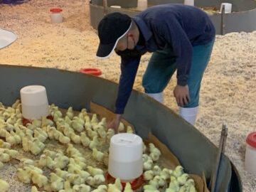 有限会社富田種鶏場-6