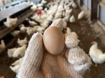 有限会社富田種鶏場-7