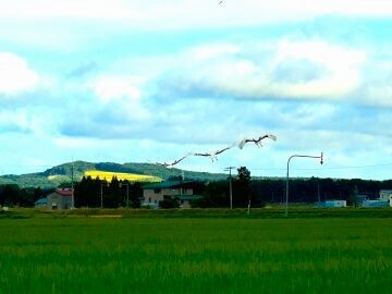 北海道長沼町×野菜/法人【44007】-1