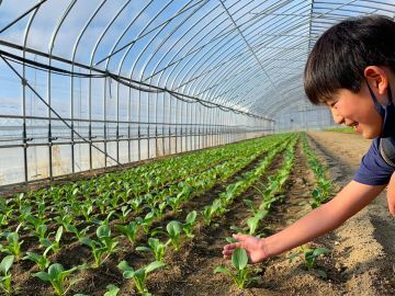 北海道長沼町×野菜/法人【44007】-7