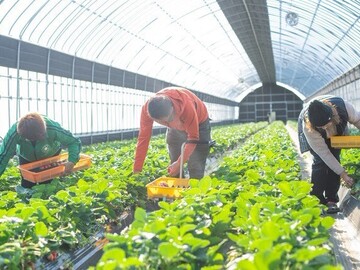 株式会社矢島農園-3