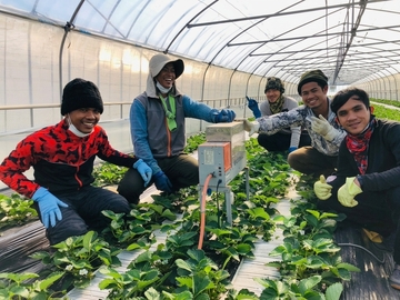株式会社矢島農園-7