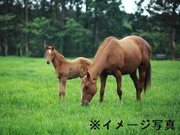 東京都千代田区×飼料営業/法人【44009】-2