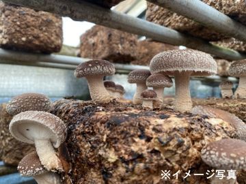 北海道千歳市×野菜/法人【33030】-top