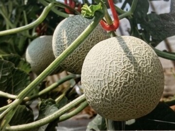 方波見農園-3