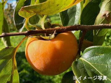 千切農園-4