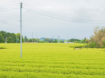 丸啓大石製茶-2
