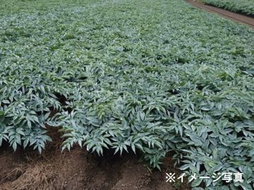 左部 仁庸-3