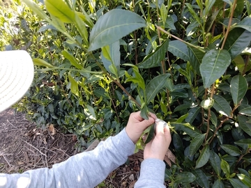 狭山茶と旬野菜の本橋園-4