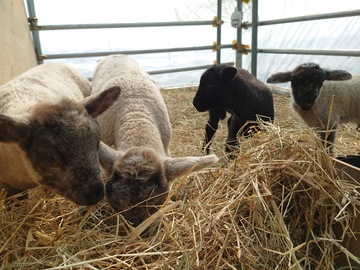 有限会社札幌綿羊牧場(株式会社スノーメディア)-2