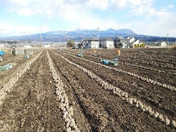 横田農園-3
