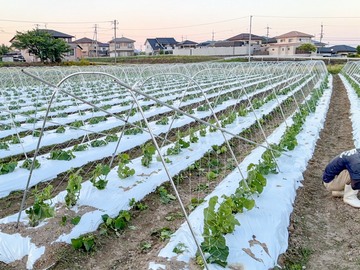 株式会社ツバメファーム-7
